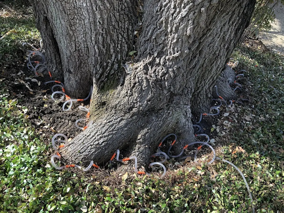 Detailed Tree Cabling and Bracing job site in South Vienna