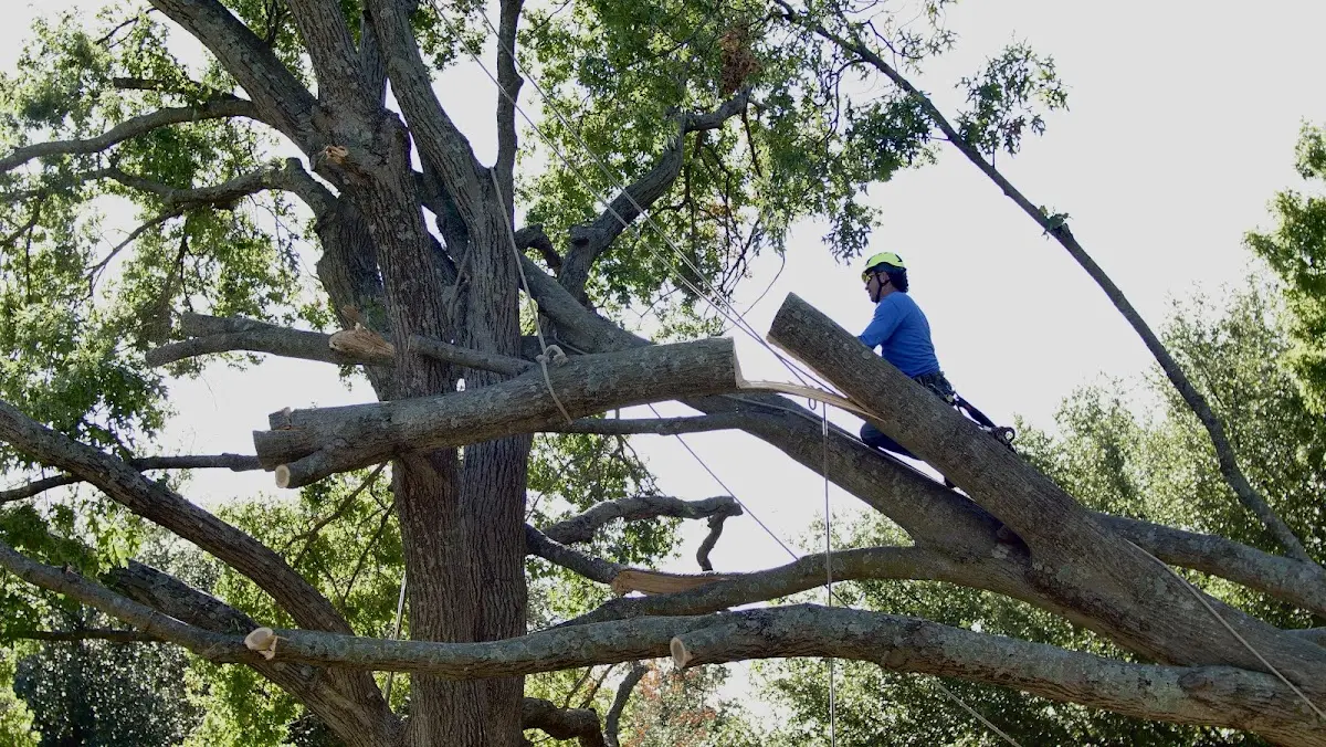 Professional Crown Thinning performed by certified arborists in South Vienna