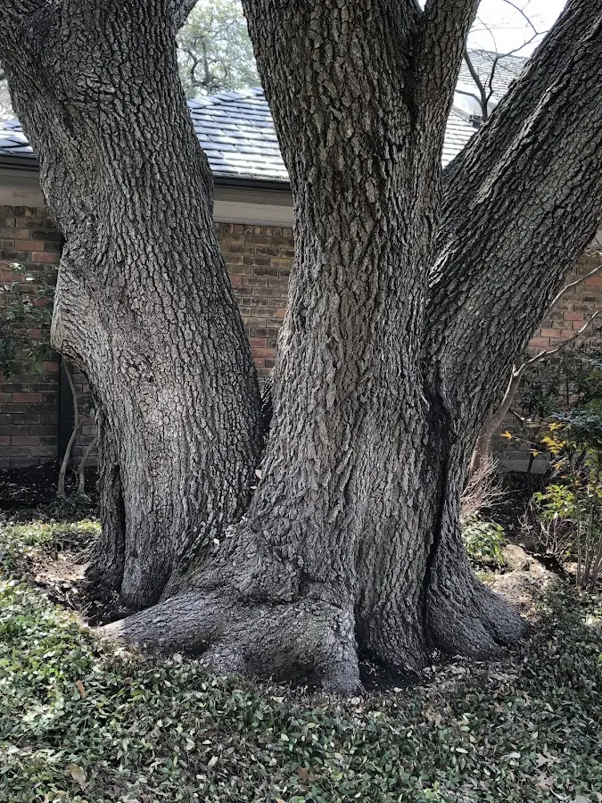 Mature heritage tree close to a South Vienna property cared for by certified arborists